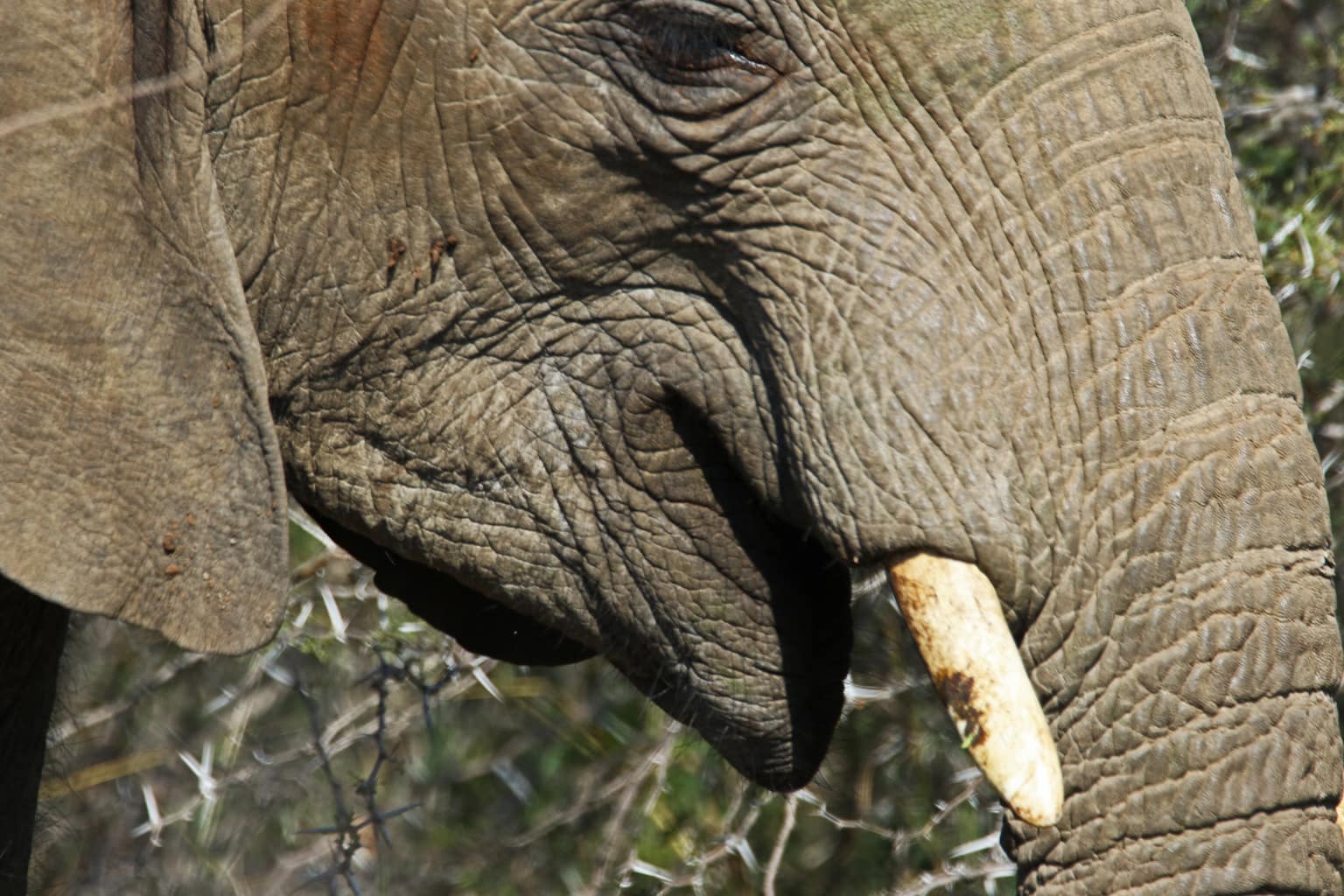 Elefant med torr hud
